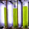 联合利华投资于微藻成分
