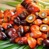 联合利华披露棕榈油来源，可能促使广泛的行业变革