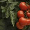 迷迭香和番茄提取物可保护眼睛健康