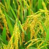 许昌：促进有机肥促进绿色农业