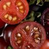 番茄果实花色苷结构分析
