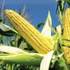 玉米淀粉市场迅速扭转，该公司每天上涨4次