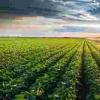 柏斯托以无氯钾产品进入肥料市场