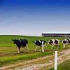 Aemetis Biogas为RNG Dairy Digester项目获得780万美元拨款