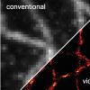 科学家实时地同行了一个细胞