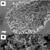 研究人员开发突破碳酸镁材料的记录