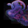 科学家在3D文化系统中生长人脑组织