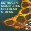 耶鲁大学的研究表明，雌激素可帮助缓解压力细胞