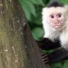 与人不同，Capuchin Monkeys并没有被昂贵的品牌所欺骗