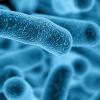研究人员确定了可以抵抗食物过敏的肠道细菌