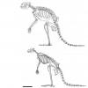 研究表明古老的袋鼠可能喜欢跳到跳跃