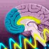 神经科学家检查脑波如何引导记忆形成