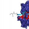 科学家提供了研究酶催化的新型工具