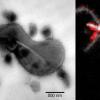 科学家们揭示了“微生物暗物质”可能引起疾病的新光线
