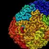 科学家创建了首个完整折叠基因组的3D地图