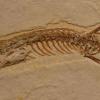 科学家们发现四条腿的蛇化石