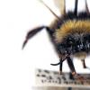 耶鲁研究将气候变化与大黄蜂种类的下降联系起来