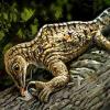 鳄鱼龙 - 一个小爬行动物，带着背面的手指
