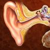 降低AMPK的基因活性可以预防遗传性听力损失