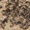 木蚂蚁在核武器中陷入困境时生存