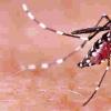 新的研究显示Zika病毒导致睾丸萎缩