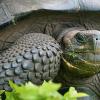 确定了加拉巴哥巨型乌龟的新物种