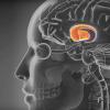 加州大学洛杉矶分校的研究人员确定了涉及巴甫洛夫反应的脑细胞