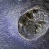 美国国家航空航天局（NASA）的火星轨道器在Noctis迷宫中观察到一个小型台面