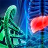 科学家揭示了四种与肾脏和肝脏囊性疾病相关的基因