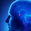 麻省理工学院的神经科学家确定了驱动愉悦行为的大脑回路
