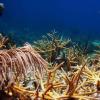 生物学家探讨珊瑚恢复对加勒比礁鱼群的影响