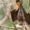 麻省理工学院的工程师展示了毛茸茸的舌头如何帮助蝙蝠喝水