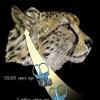 研究人员调查了猎豹非凡的感官能力