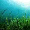 海藻可能是环保防晒霜的关键