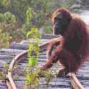 全球对自然资源的需求导致Bornean Orangutans的戏剧性下降