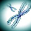 X染色体再激活提供了治疗X-Linked疾病的潜在策略