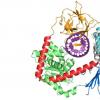 生物学家设计合成分子，以帮助提高免疫系统