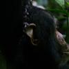研究表明，黑猩猩和婴儿想要惩罚反社会行为