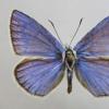 南俄罗斯发现的新蝴蝶物种