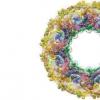 科学家在酵母细胞中映射核孔隙络合物的结构