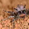 新的研究表明世界上最有毒的蜘蛛是堂兄弟