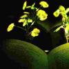 麻省理工学院的工程师创造了发光的植物