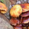 真菌酶可能将木材生物质转化为生物燃料