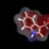 科学家展示生长素如何到达目的地