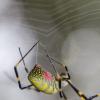生物学家揭示蜘蛛丝形成背后的关键机制