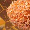科学家发现结肠癌发病的新诱因
