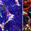 科学家发现微环境如何调节干细胞发育