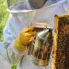 科学家研究“神奇”蜂王浆，用于控制癌症的线索