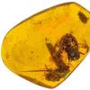 琥珀化石最早提供了青蛙的直接证据