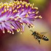 研究人员开发不伤害蜜蜂的自然农药替代品